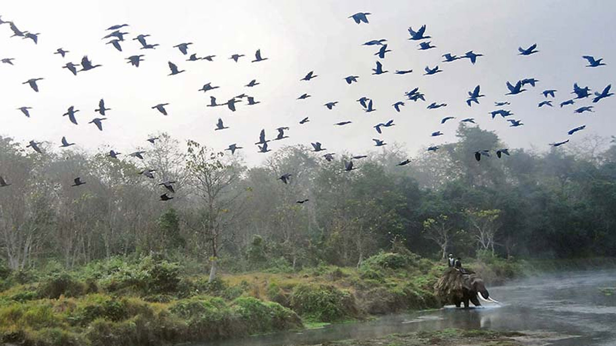 आजदेखि चरा गणना सुरु