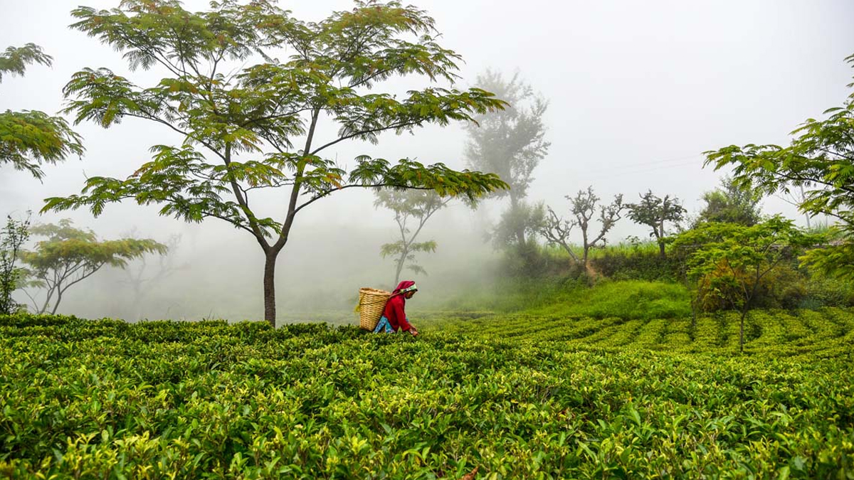 ज्याला वृद्धिको माग