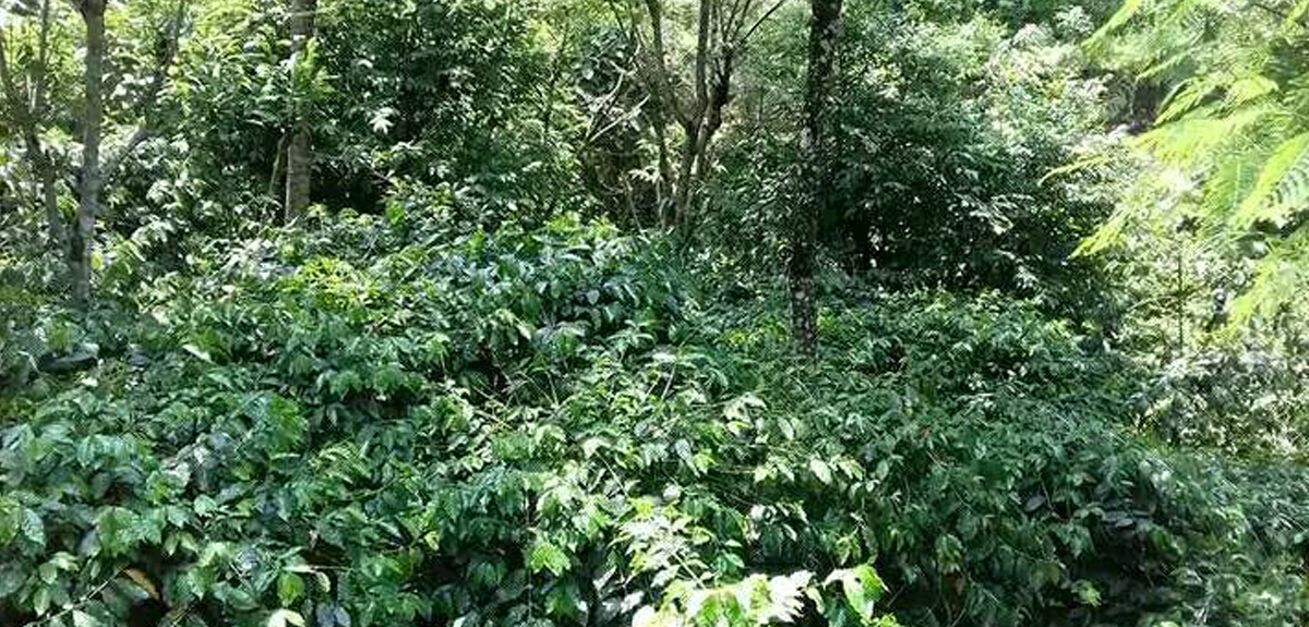 अग्र्यानिक कफी जापान, कोरिया र जर्मनी निर्यात