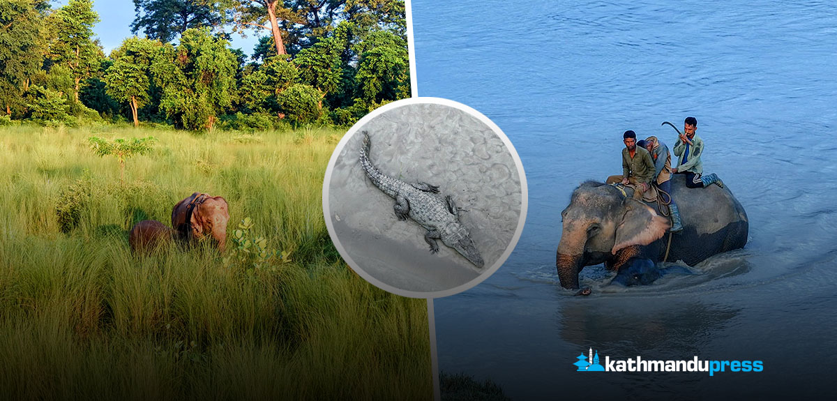 तस्बिरमा बर्दिया राष्ट्रिय निकुञ्ज