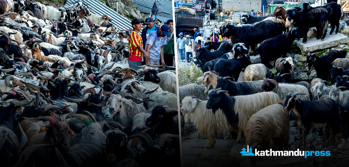 पोखरामा मुस्ताङदेखि च्यांग्रा भित्र्याउँदै [फाेटाे फिचर]