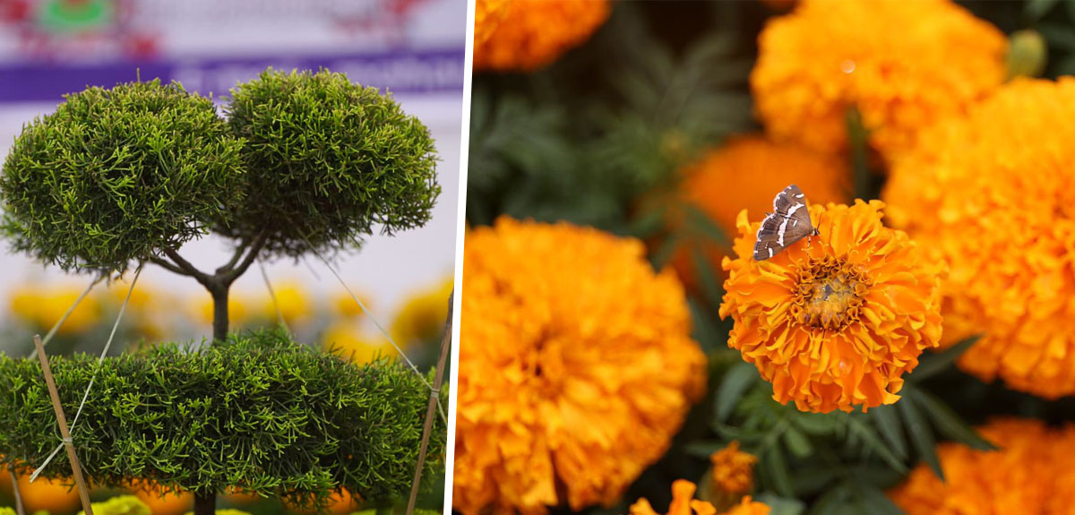 तिहारको उत्सव, फूलको महोत्सव [फोटो फिचर]