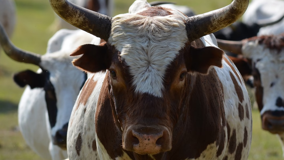 गौ संरक्षणका लागि विधि निर्माण गर्ने नवनिर्वाचित जनप्रतिनिधिको प्रतिबद्धता