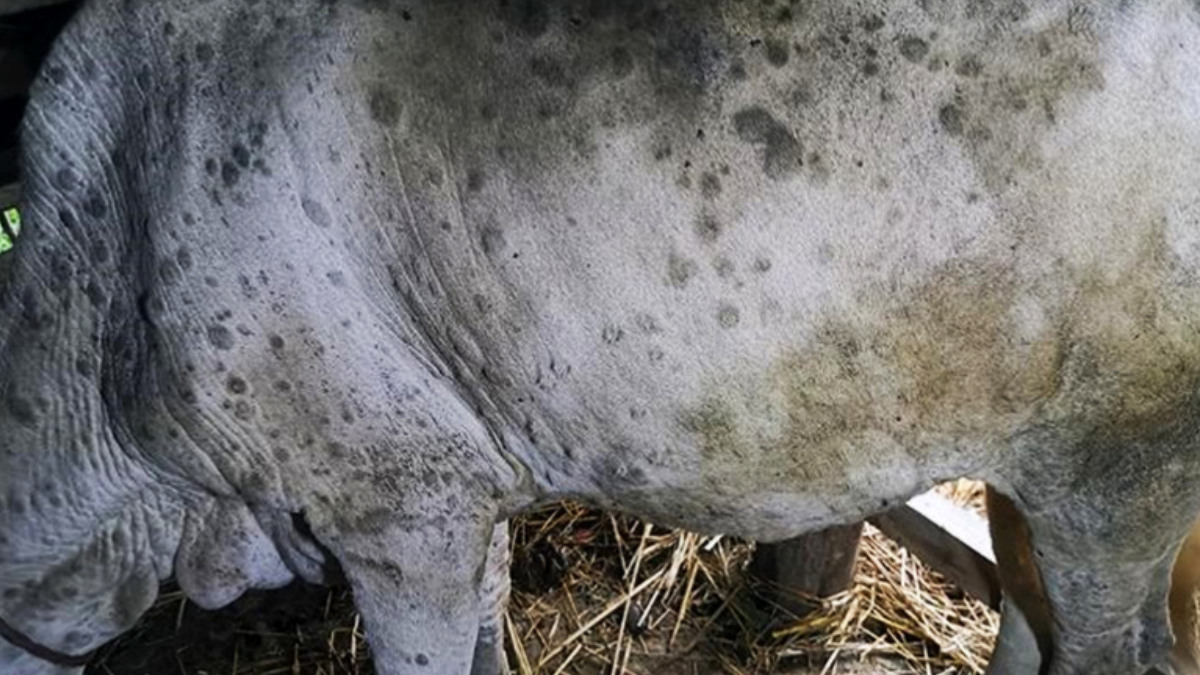गाईभैँसीमा ‘लम्पि स्किन’ समस्या