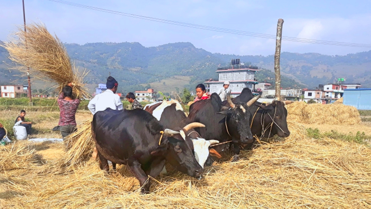 दाइँ लगाउने चलन हराउँदै