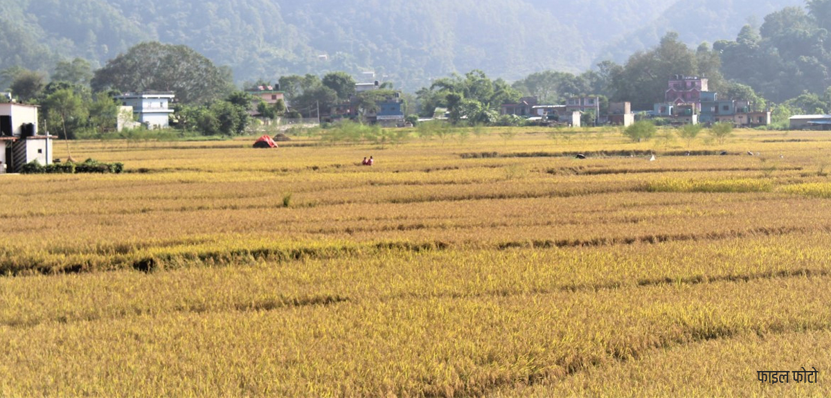 चितवनमा धान उत्पादनमा वृद्धि