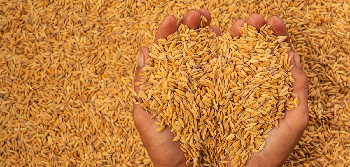 अन्नभण्डार मधेसमै धान पाउन मुस्किल
