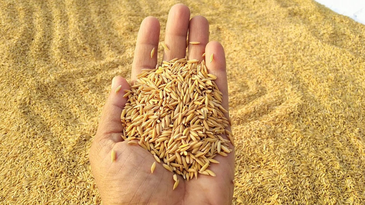 गुल्मीमा धान उत्पादनमा कमी आयो
