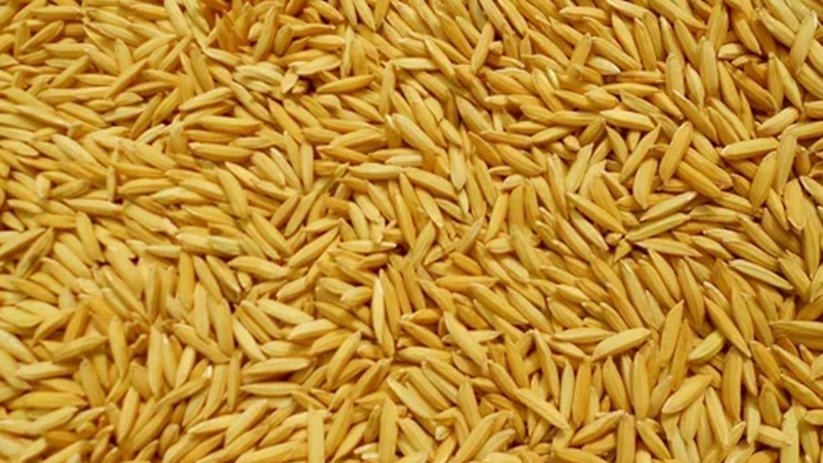 सरकारले धान खरिद थालेपछि कैलालीका किसान खुसी