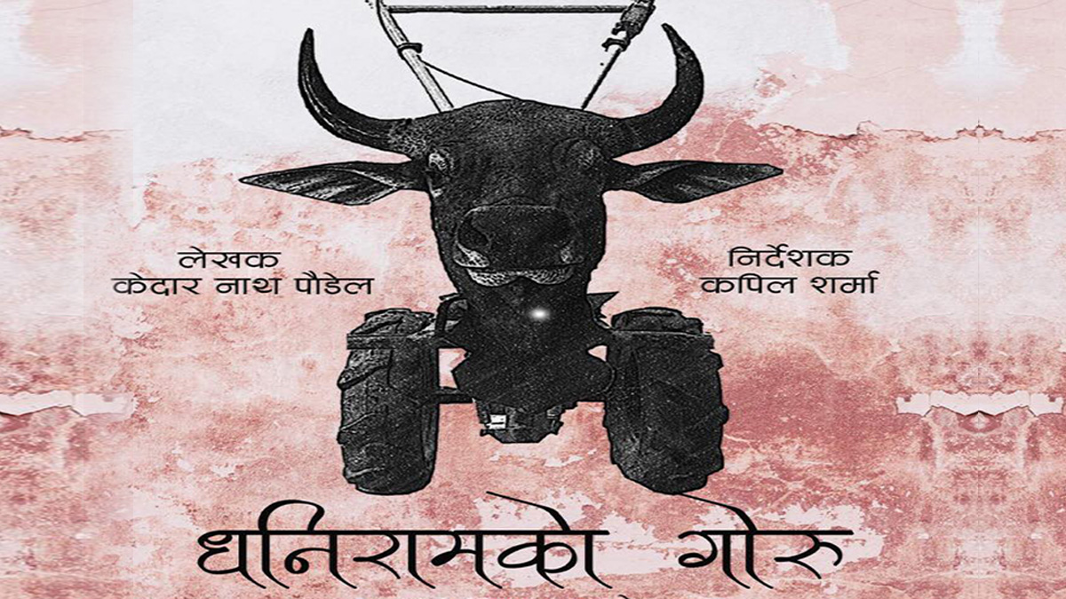 ‘धनिरामको गोरु’ पोखरामा
