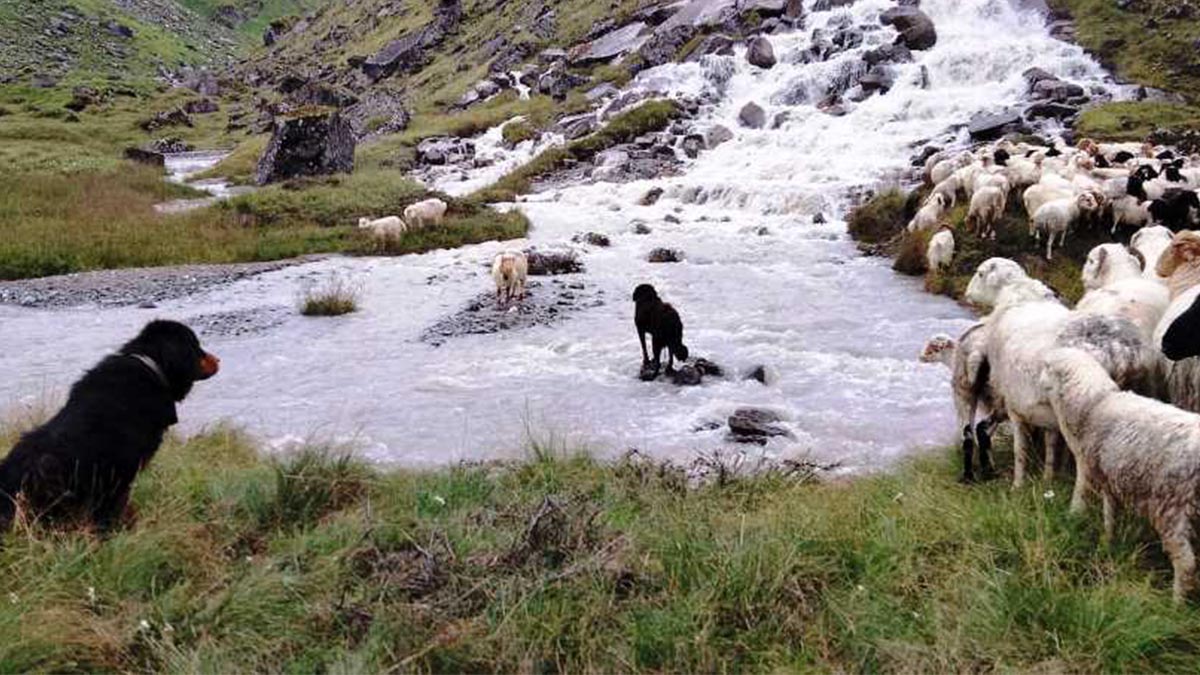 सन्दर्भ कुकुर तिहार : सहरमा रहर, गाउँमा गोठालाका भर