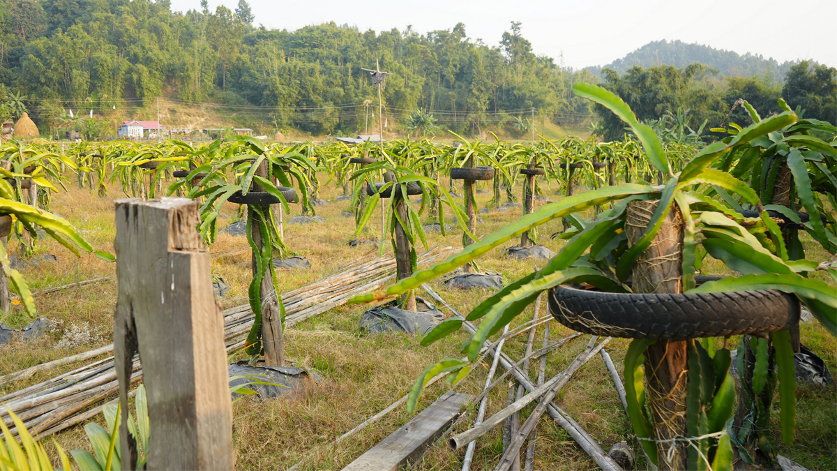 ड्रागन खेतीमा रमाउँदै वडा सदस्य  लिम्बू