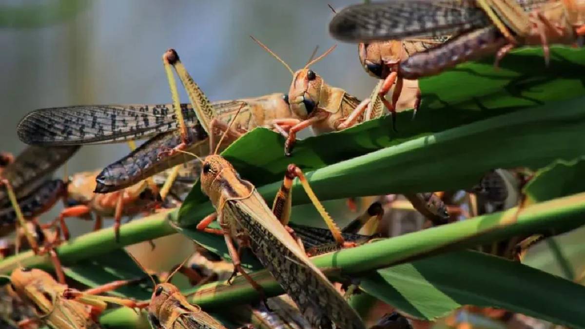 कतारमा कीराफट्याङ्ग्रालाई खाद्य प्रयोगमा प्रतिबन्ध