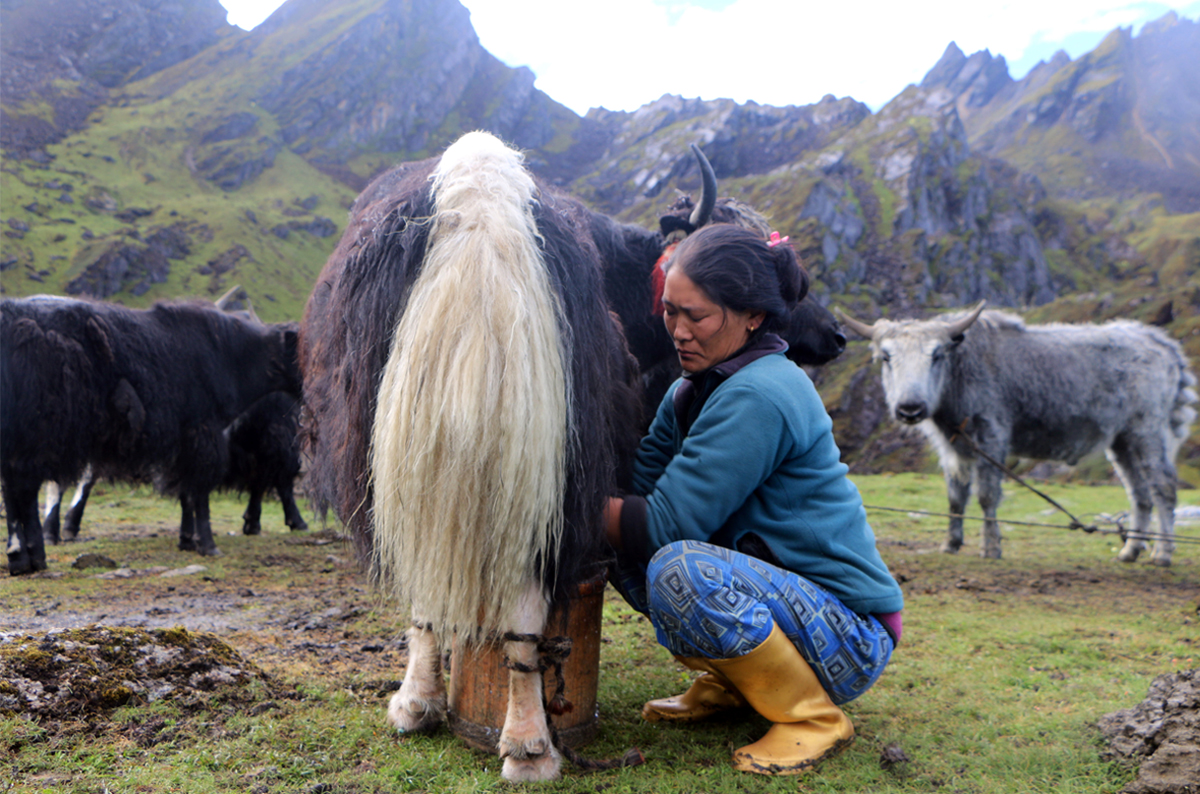 ताप्लेजुङको मिक्वाखोलामा याकको दुध दुहुँदै महिला