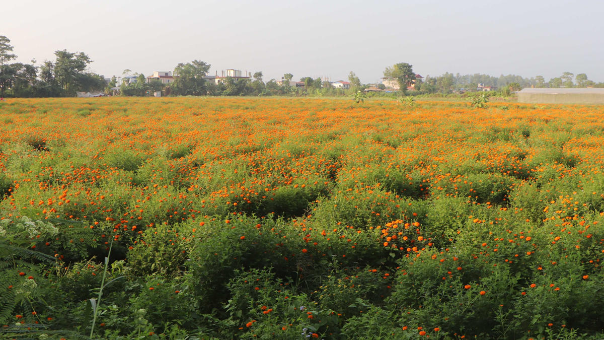 केराखेती मासेर फूलखेती, १५ लाखसम्म आम्दानी