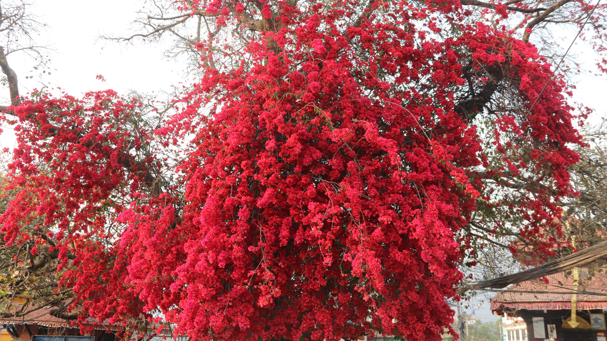 वसन्त ऋतुमा ढकमक फूल