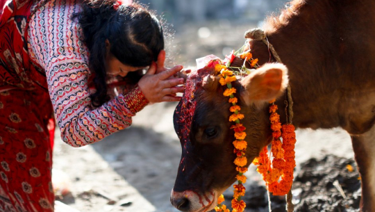 यमपञ्चक चौथो दिन आज गाई पूजा गरिँदै