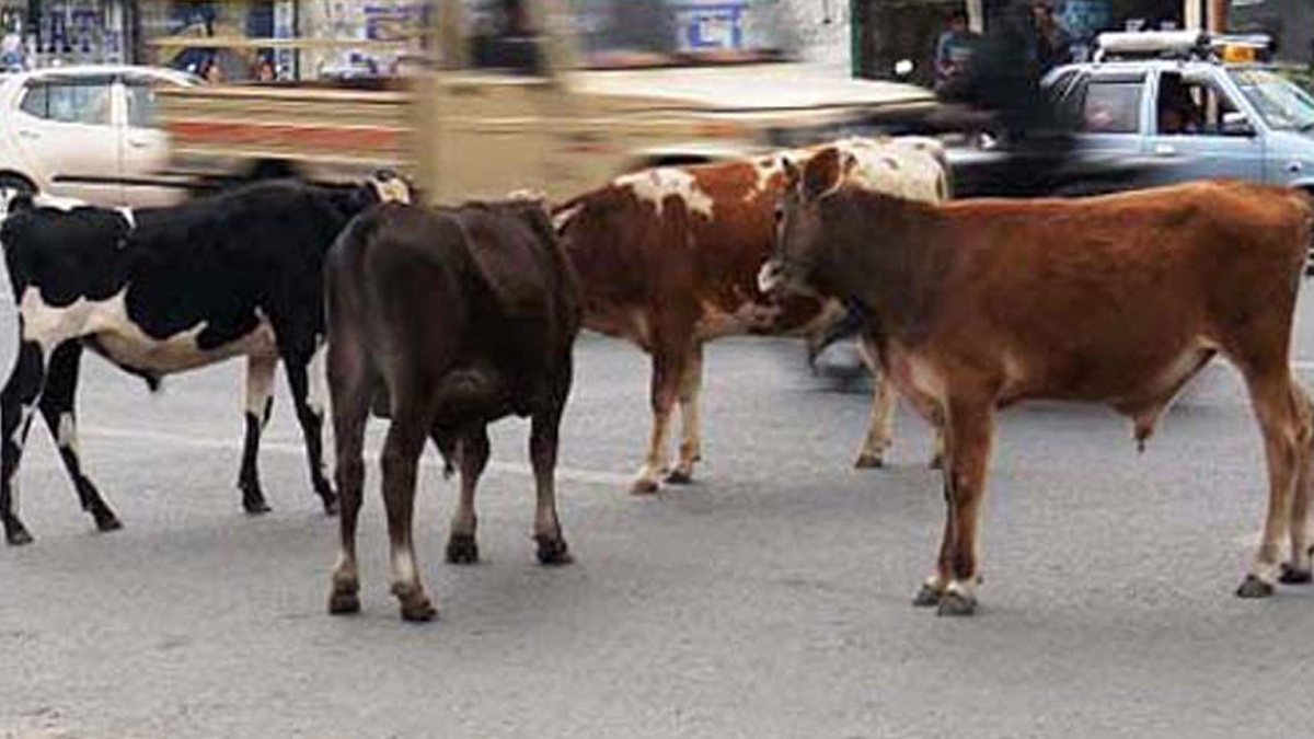 बेवारिसे गाईबाच्छा संरक्षणका लागि गोरक्ष महायज्ञ