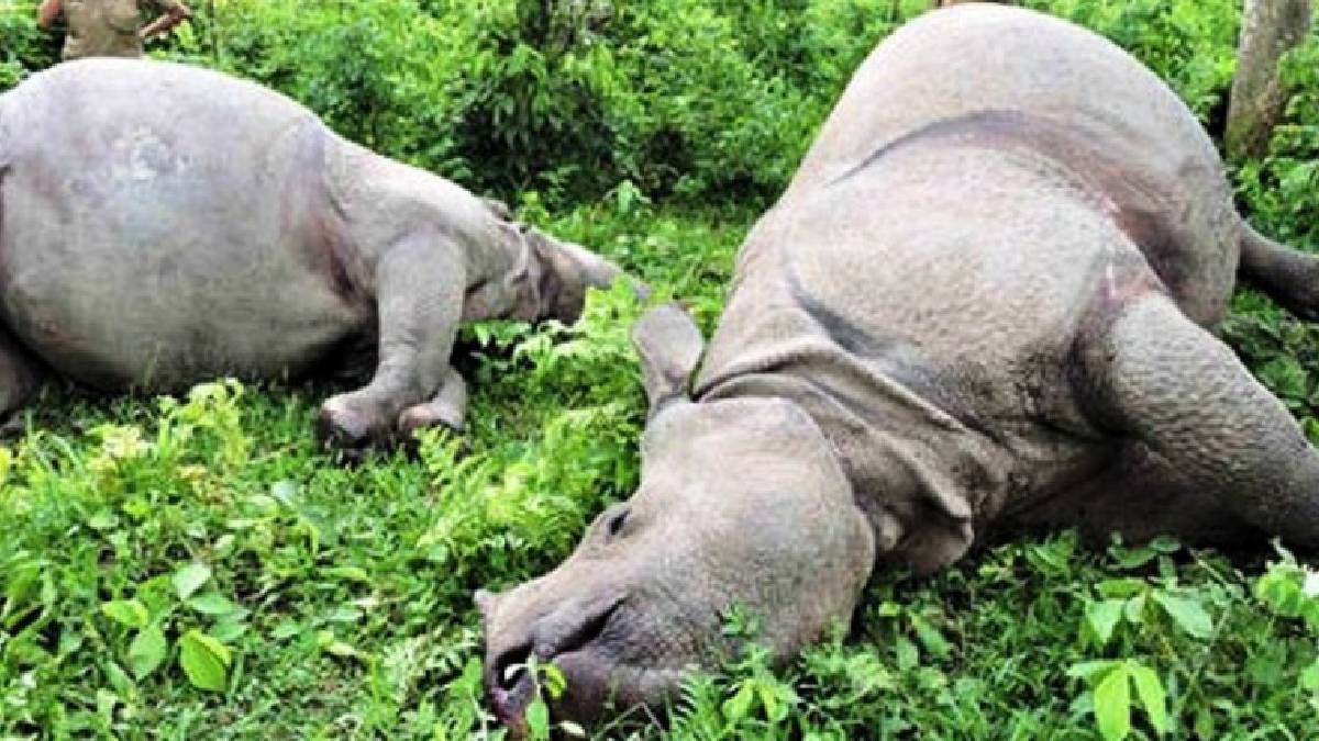 आठ वर्षमा मरे २२० गैँडा