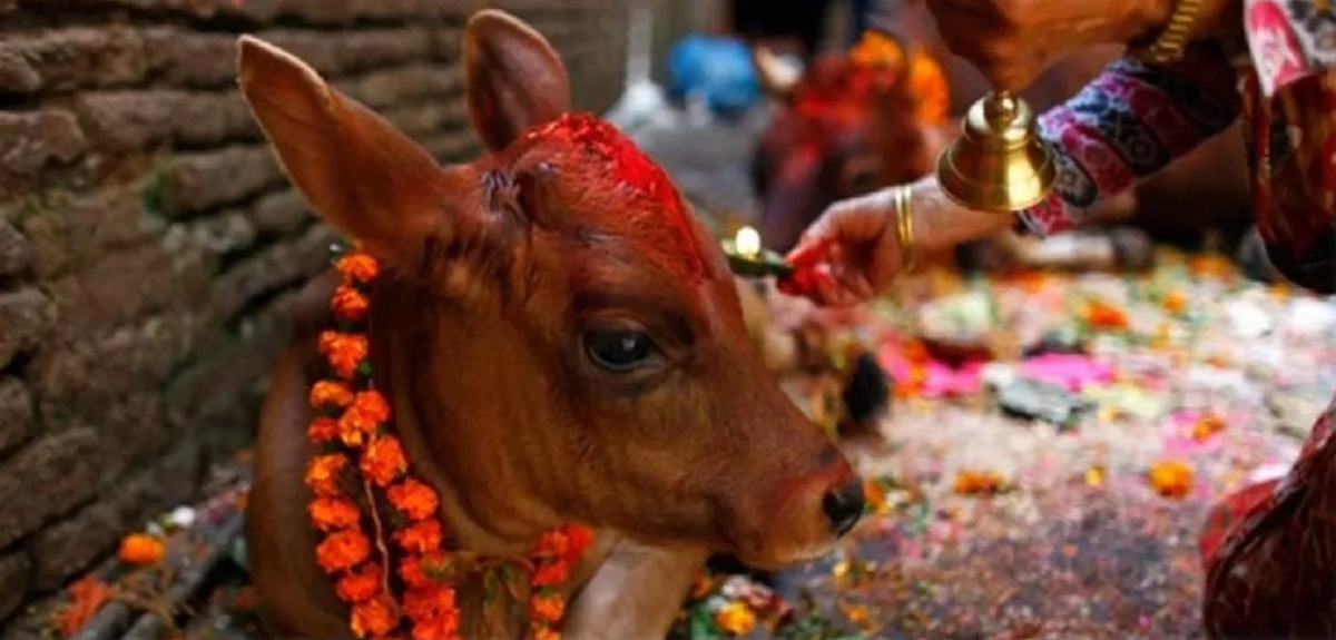 तिहारकाे तेस्राे दिन : आज गाईपूजा