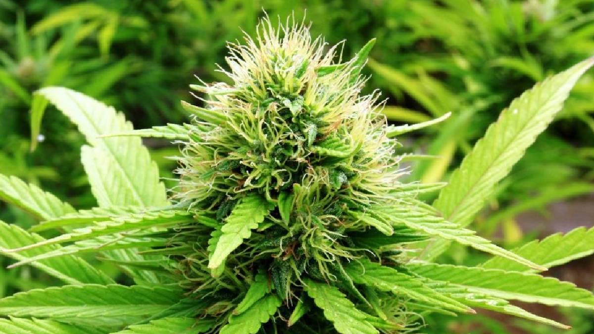 गाँजा खानेको म्यासेन्जर ग्रुप