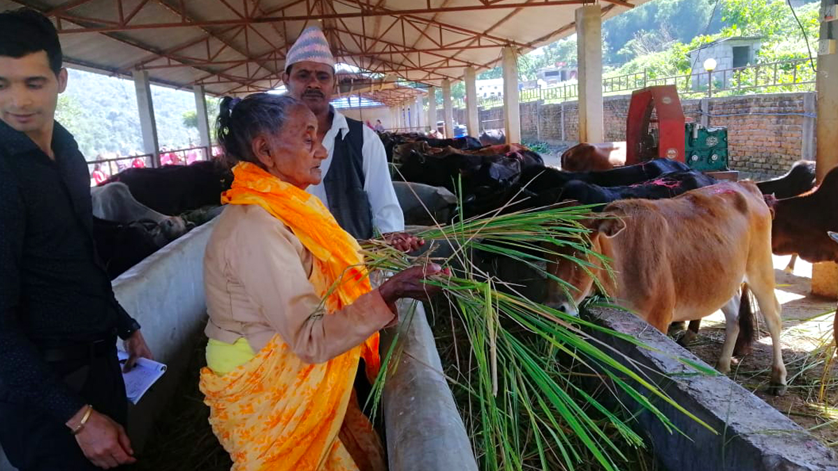 तिहारमा हरियो धान काटेर गाईलाई खुवाउने परम्परा धान्दै गंगादेवी