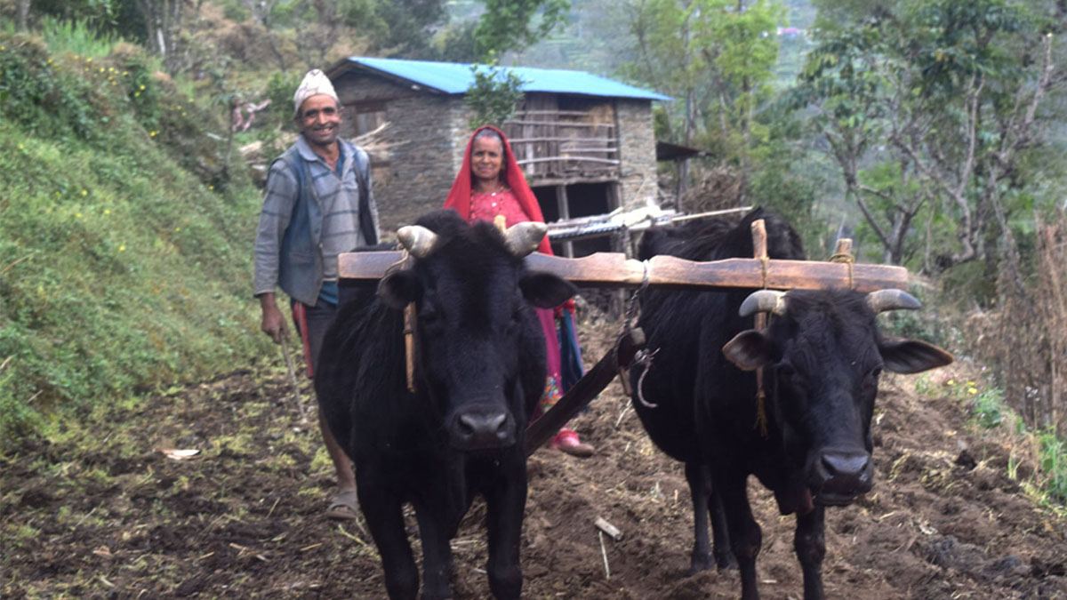 गोरु पाल्ने किसानलाई प्रोत्साहन भत्ता
