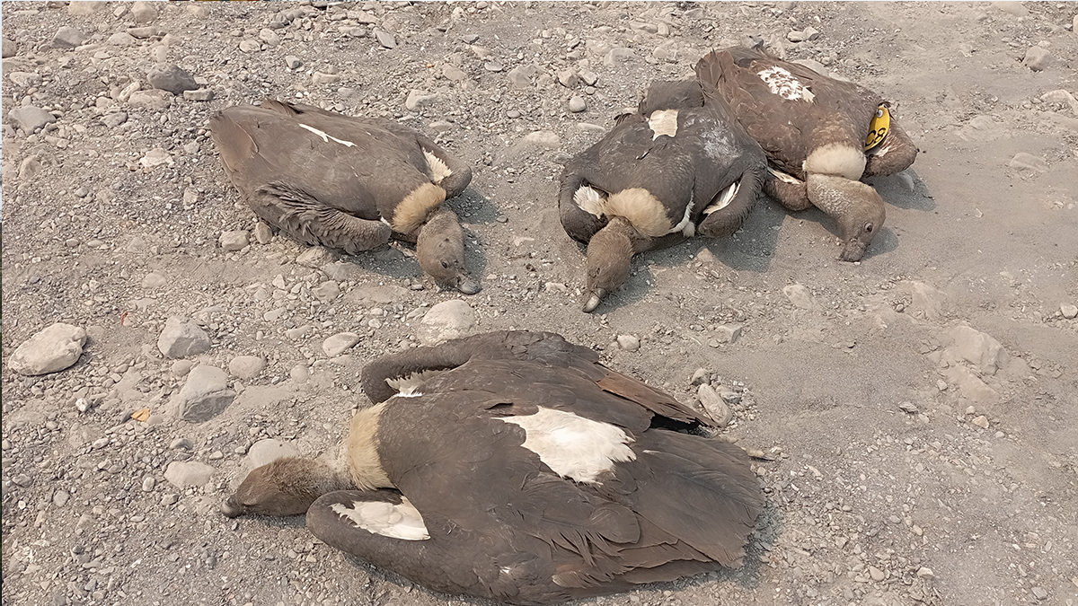 विषाक्त खानाले मर्ने गिद्धको सङ्ख्या ६ पुग्यो