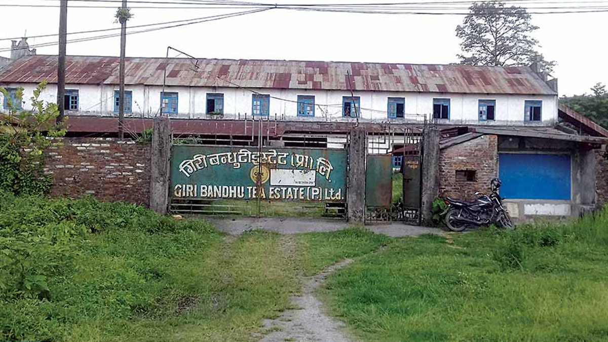 गिरीबन्धु टी–स्टेटमा कार्यरत मजदुरले ज्याला पाएनन्