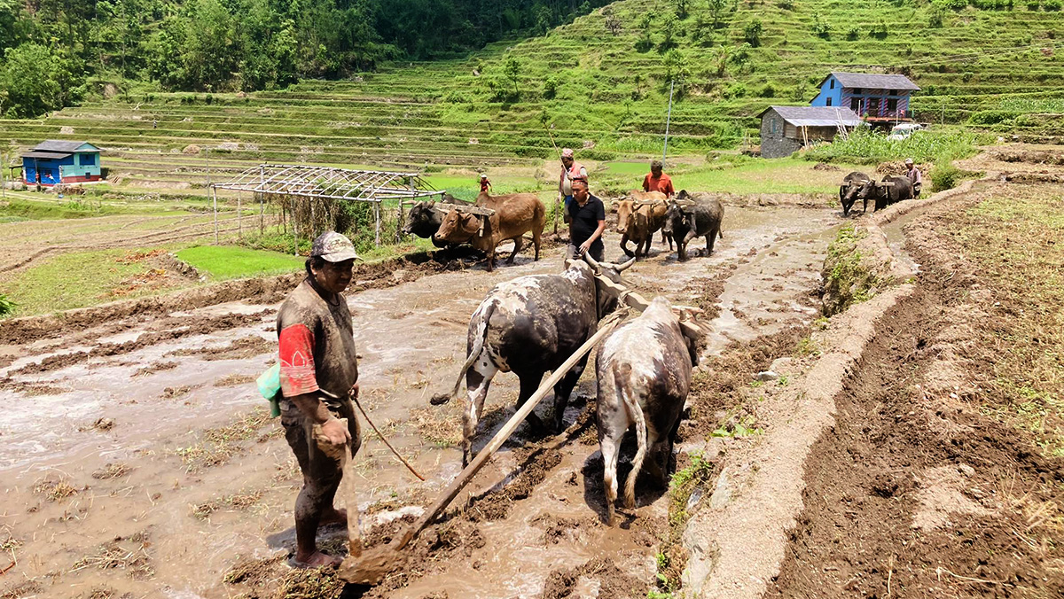 गलकोटमा रोपाइँको चटारो