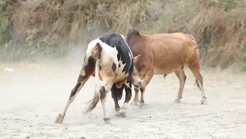 नुवाकोटमा यसरी जुधाइयाे नाै हल गाेरू