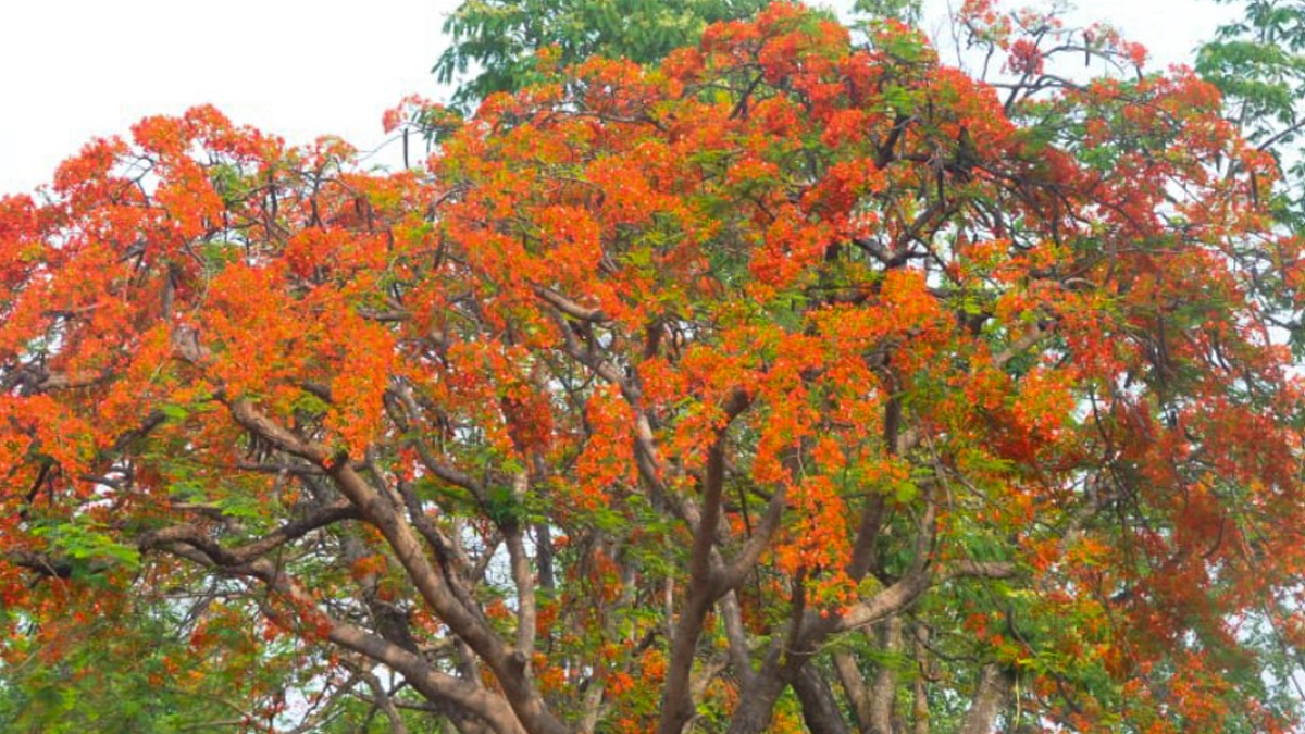 gulmohar-1715242511.jpg