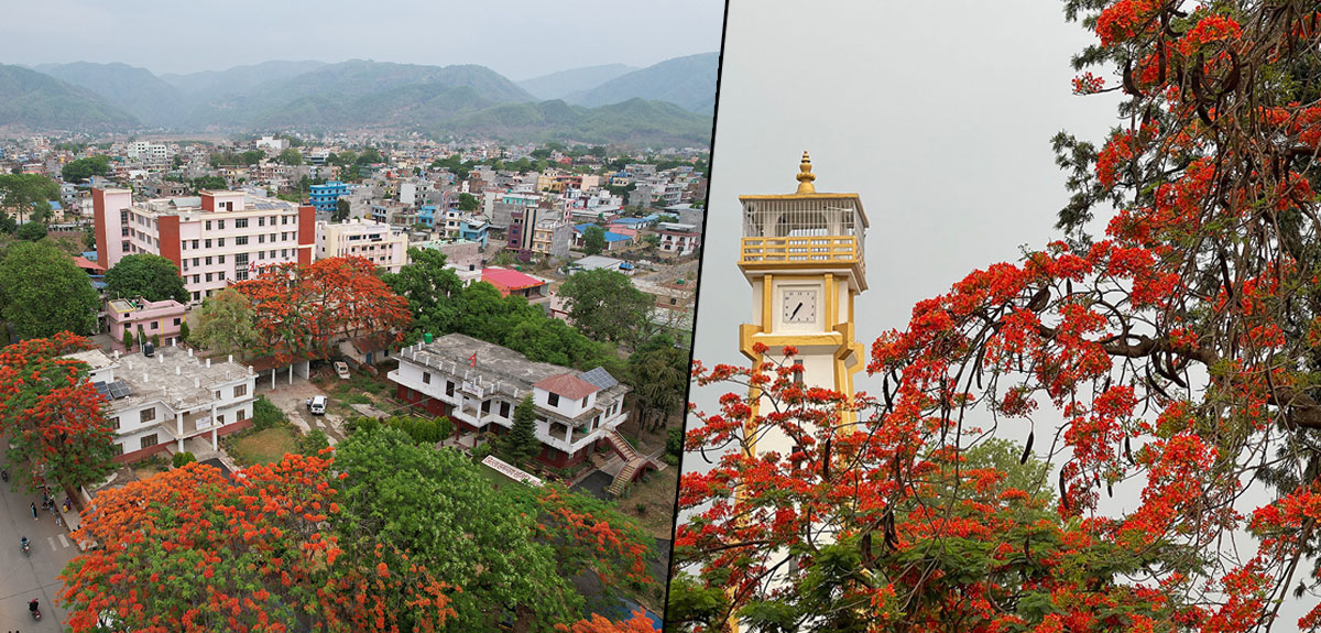 मधेसका सडकमा ढकमक्क गुलमोहर [तस्बिरहरू]