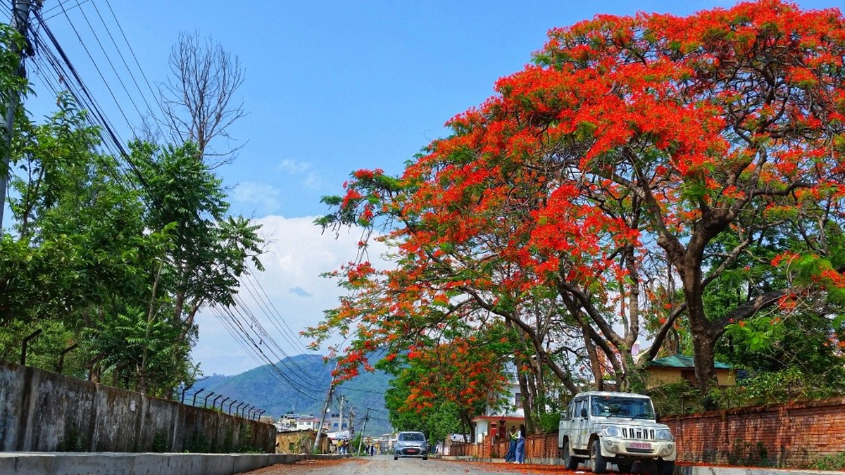 gulmohar-gulmohar-1715242511.jpg