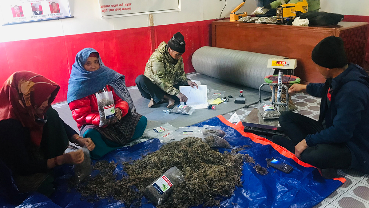 जङ्गली बाँकोको गुन्द्रक सहरका भान्छामा पु¥याउँदै किसान