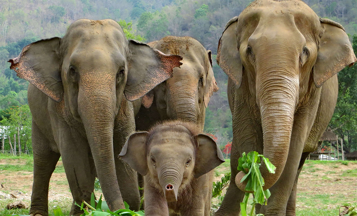 झापा र मोरङका वनमा छावा हुर्काउँदै जंगली हात्ती