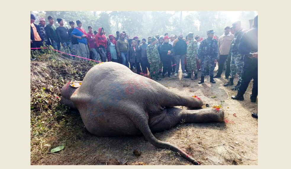सामुदायिक वनमा हात्ती मृत अवस्थामा भेटियो