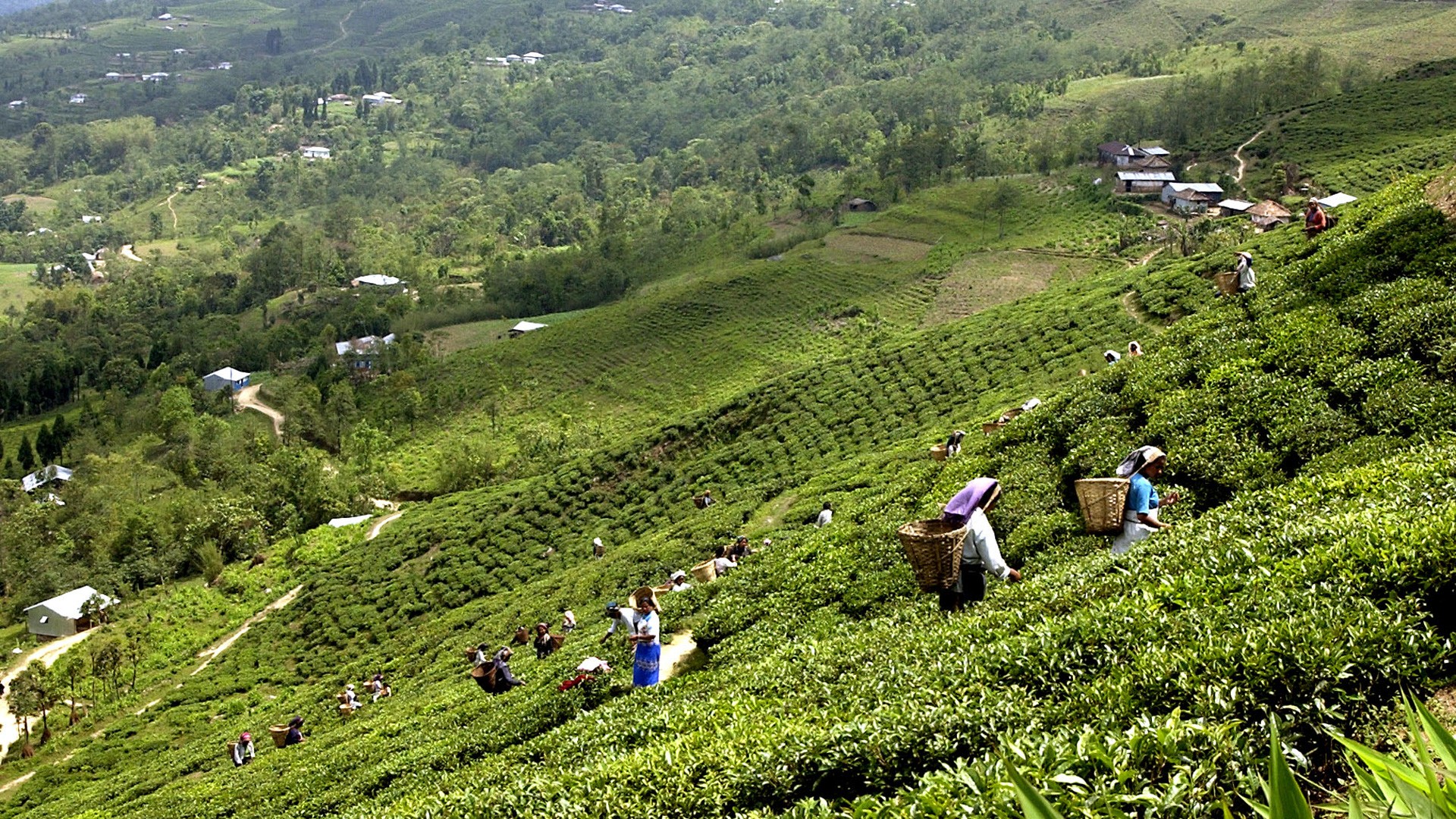 झापाबाट एघार करोडको चिया निर्यात