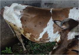 सुनसरीमा लम्पी स्किनको सङ्क्रमण बढ्दो, ५३ पशु चौपायाको मृत्यु