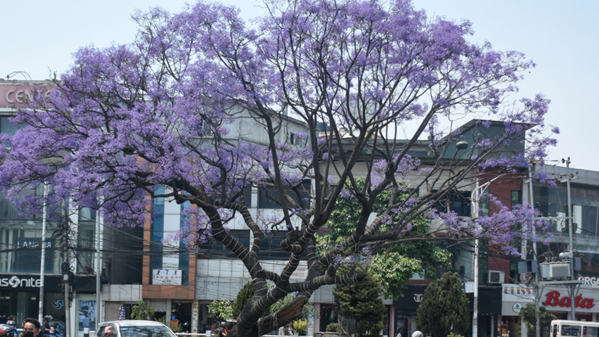 jakaranda-123-1714389431.jpg