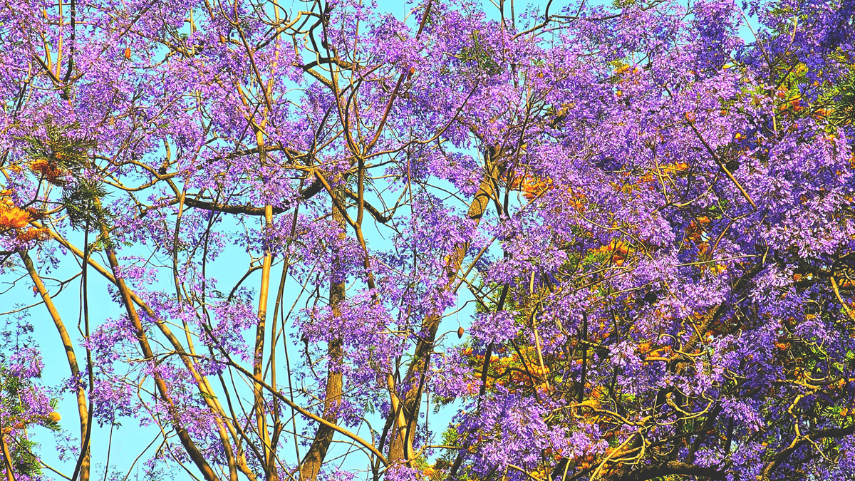 सौन्दर्य छर्दै जाकारन्डा फूल 