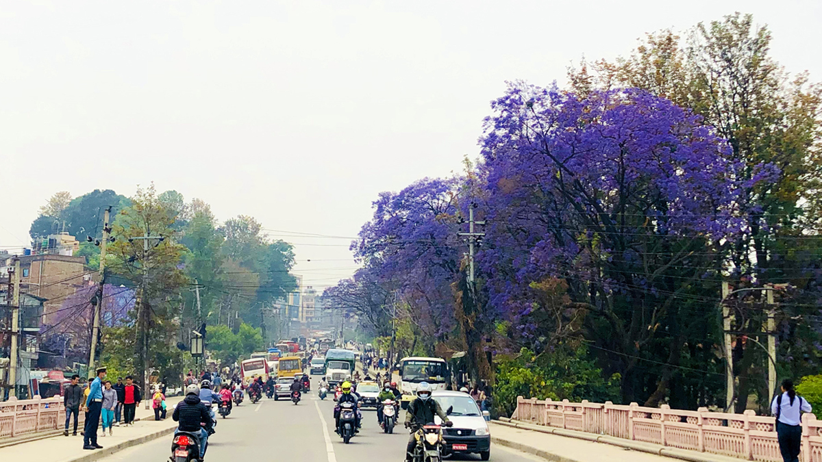 सहरकाे शाेभा बढाउँदै जाकारान्डा फूल