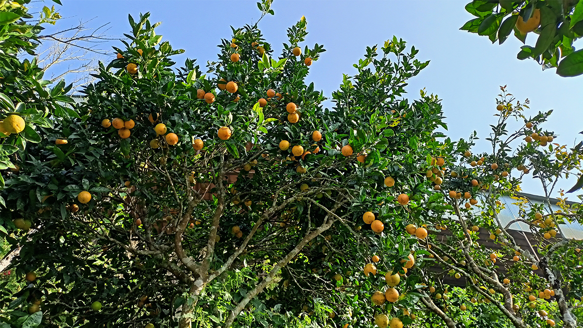 सिन्धुलीमा किसानलाई जुनार बिक्री गर्न भ्याइनभ्याइ