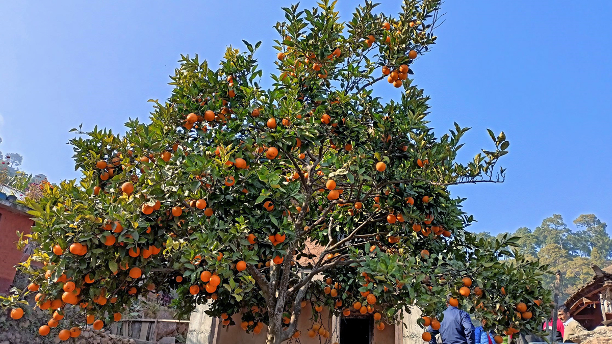 सिन्धुलीको कमलामाई भोटेछापमा लटरम्म फलेको जुनार