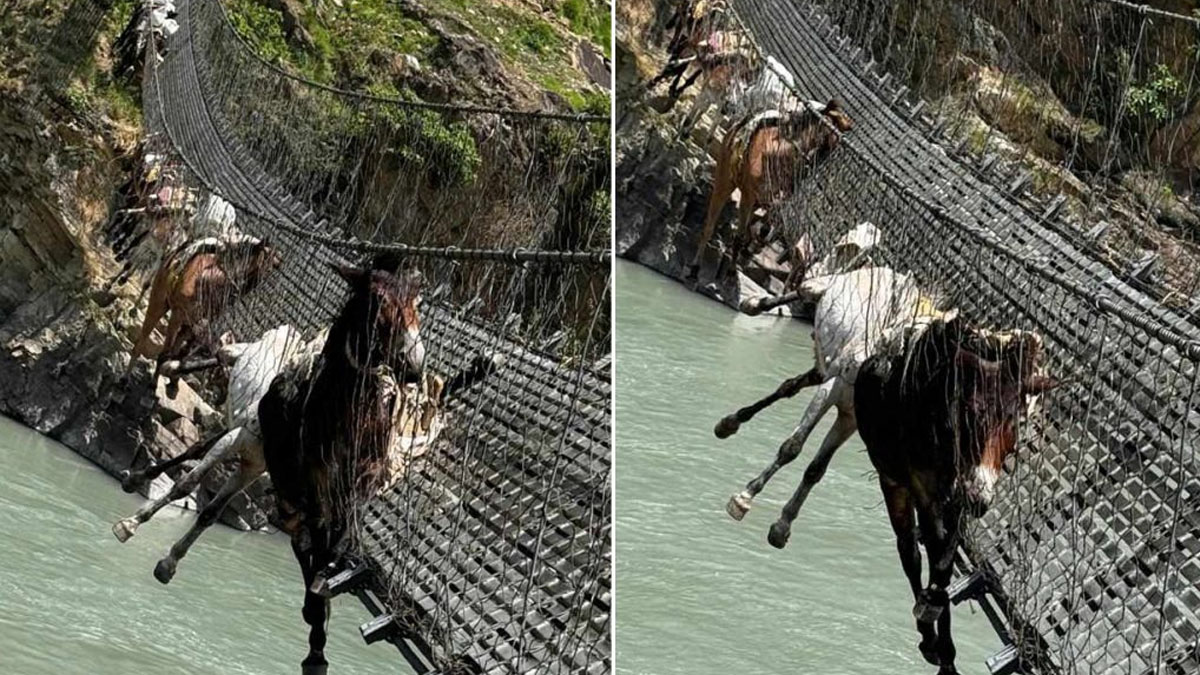 झोलुंगे पुलमा फसेका १२ खच्चडको उद्धार, २ मरे