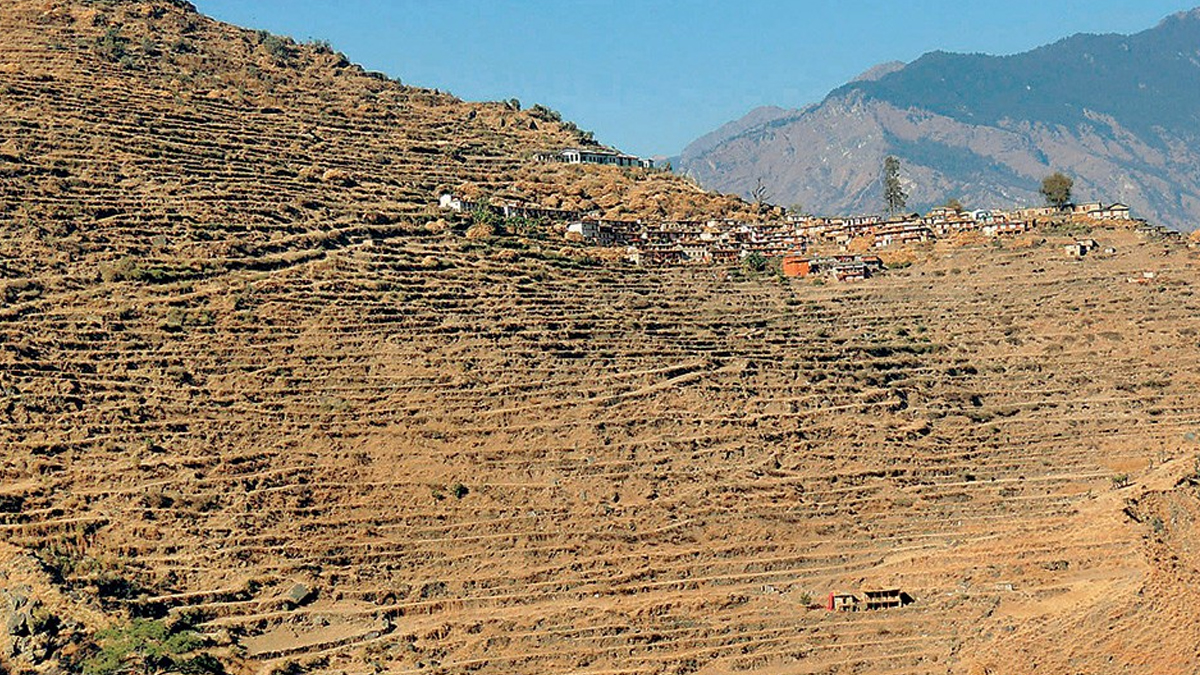 लामो खडेरीले हिउँदेबाली नष्ट, किसान चिन्तित