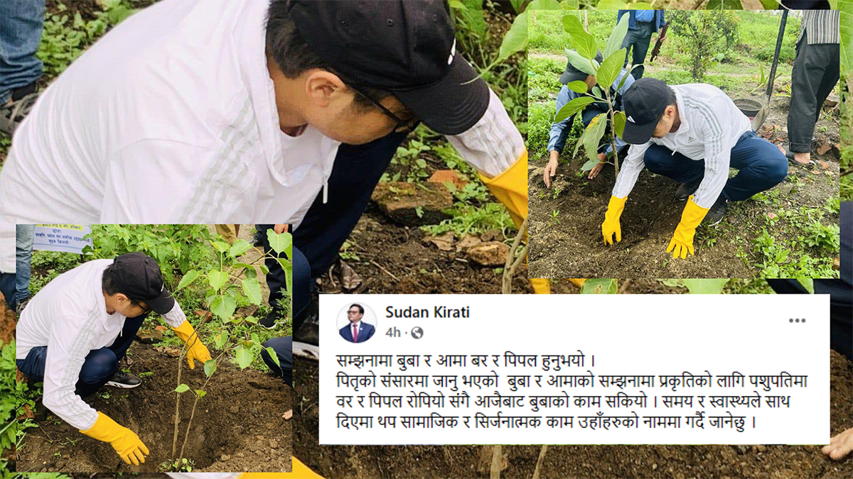 बुबाआमाका नाममा पाशुपत क्षेत्रमा वरपिपल रोपेर मन्त्री किरातीले सके बुबाको काम 
