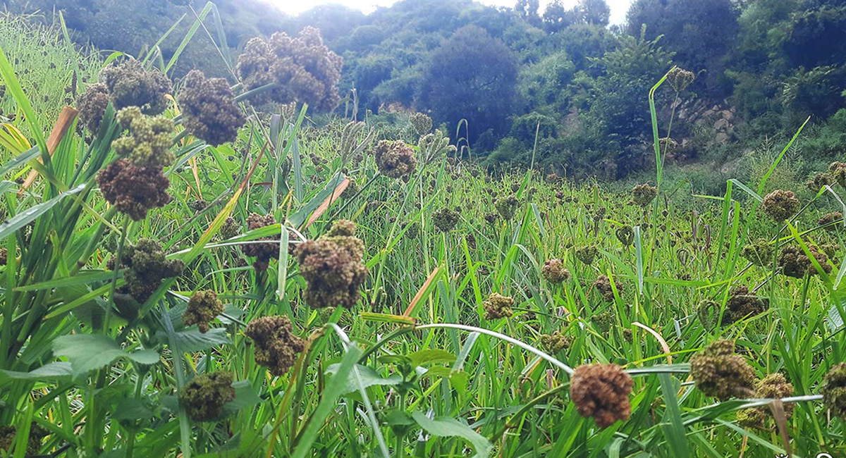 कर्णालीको १९ हजार टन रैथाने बाली खरिद गर्दै व्यापार कम्पनी