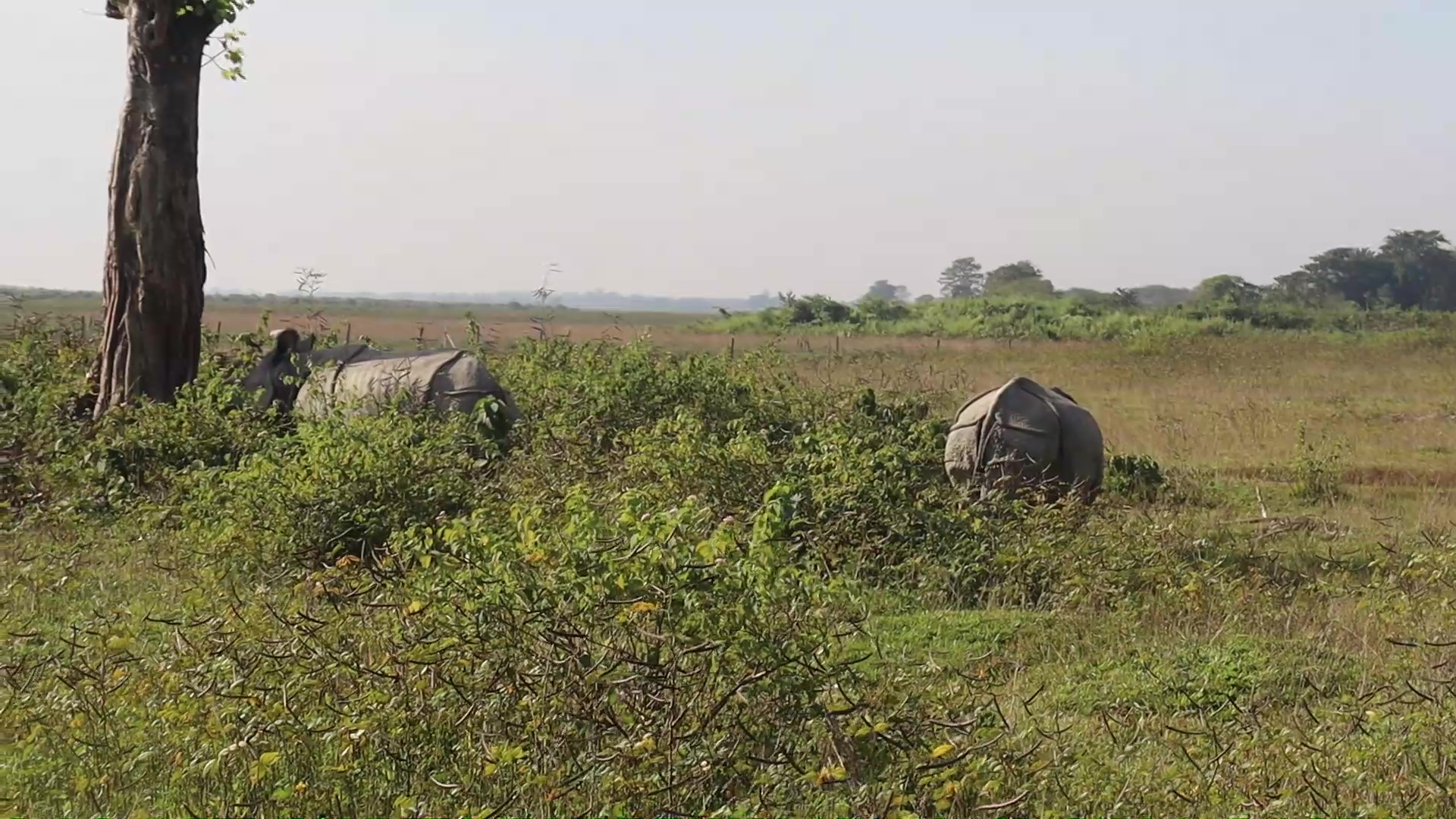 कोशी टप्पुमा सारिएका पोथी गैंडा पुष्पा र अञ्जली कर्मचारीसँग रमाउँदै