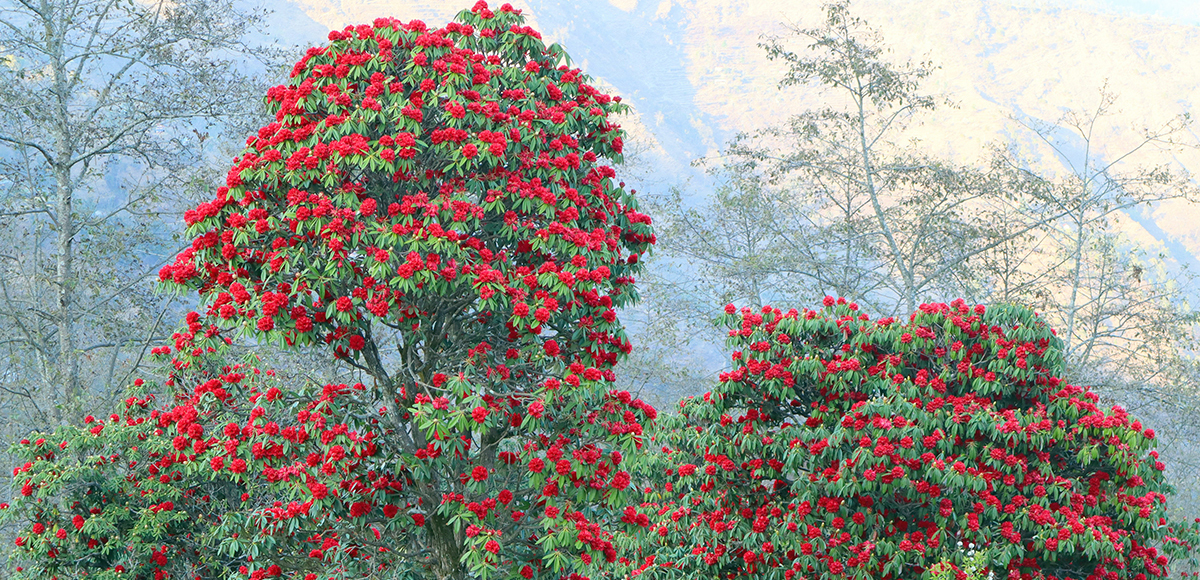 फूल फुल्ने माैसम (तस्बिरहरू)